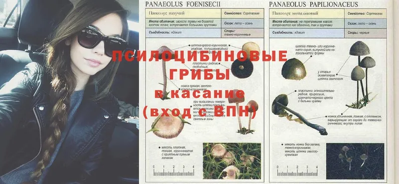 Галлюциногенные грибы Psilocybine cubensis  Бокситогорск 